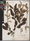 Foto von Salix caprea L. x Salix cinerea L.